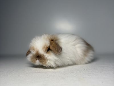 Holland Lop Buck