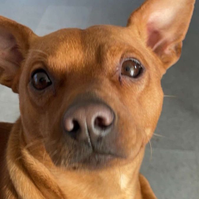 Miniature Pincher Chihuahua Mix