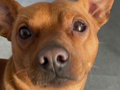 Miniature Pincher Chihuahua Mix