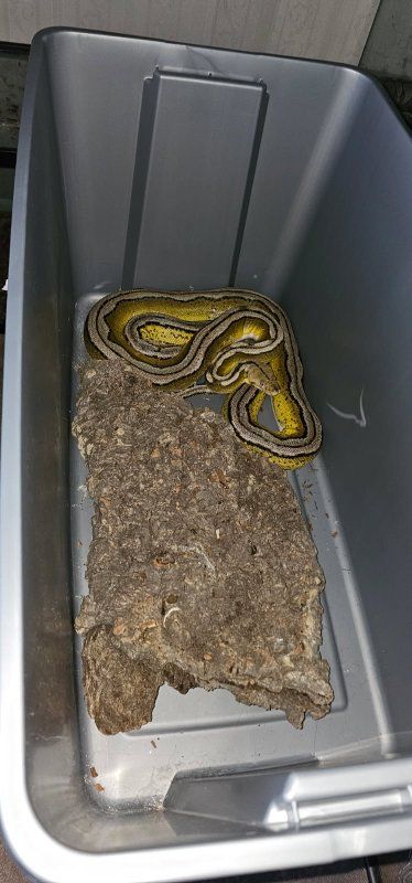Dwarf Reticulated python