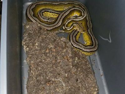 Dwarf Reticulated python