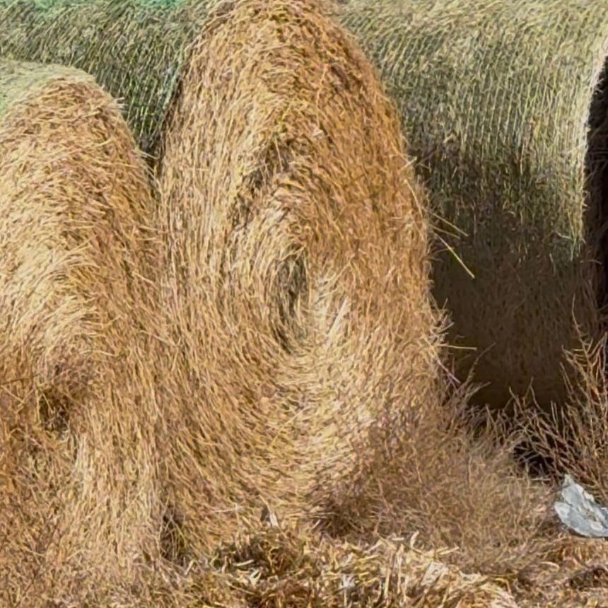 Wild Hay