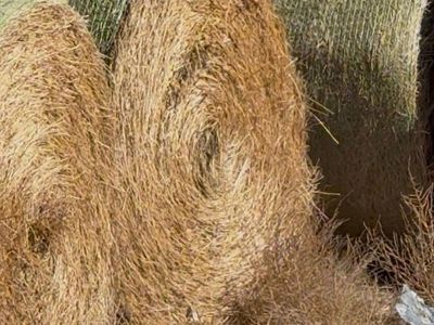 Wild Hay