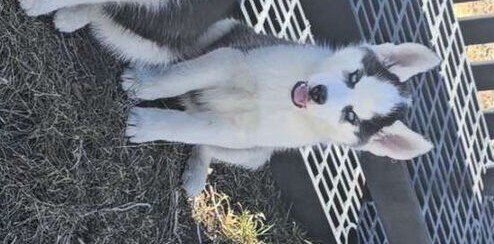 Husky puppies