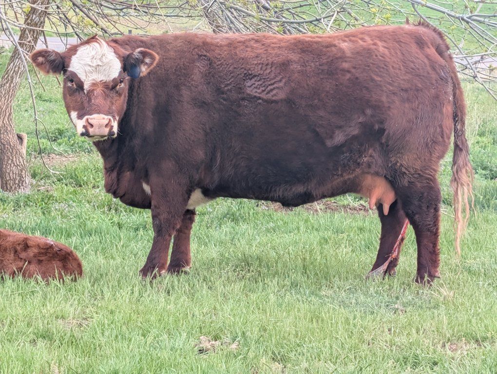 Mini hereford pair and Registered heifer
