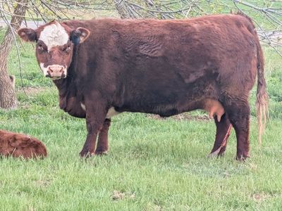 Mini hereford pair and Registered heifer
