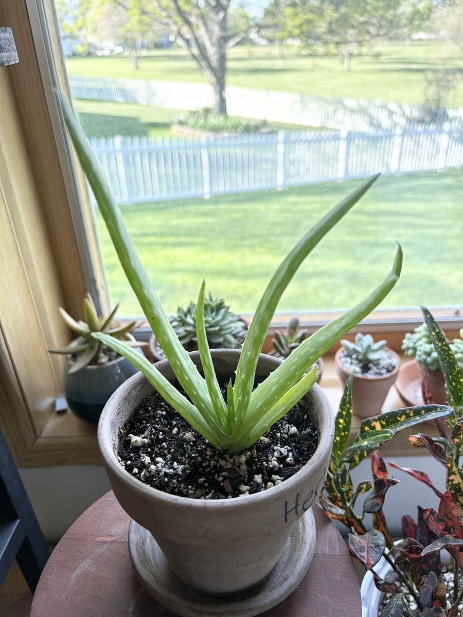 Aloe Vera plant