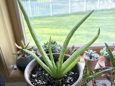 Aloe Vera plant