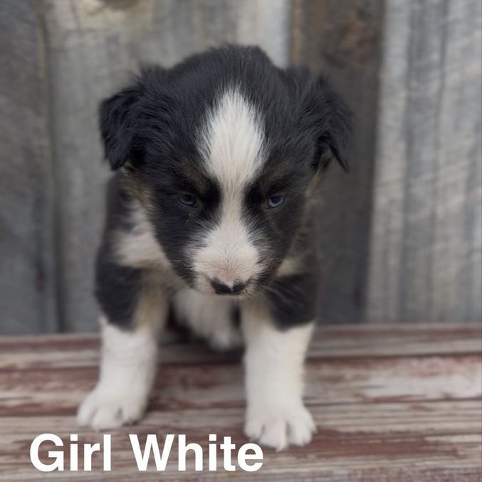 Purebred Aussie Puppies RTG