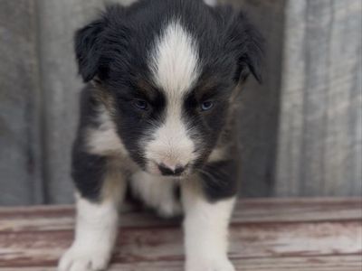 Purebred Aussie Puppies RTG