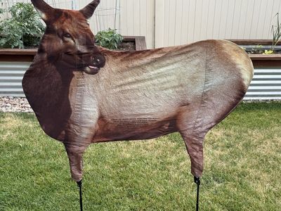 Montana Decoy Cow Elk