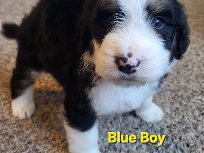 Standard F1 Bernedoodle Puppies! Beautiful colorings! Fluffy, fluffy, fluffy!