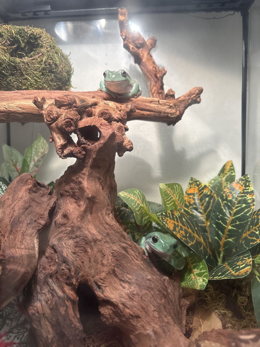 White tree frog