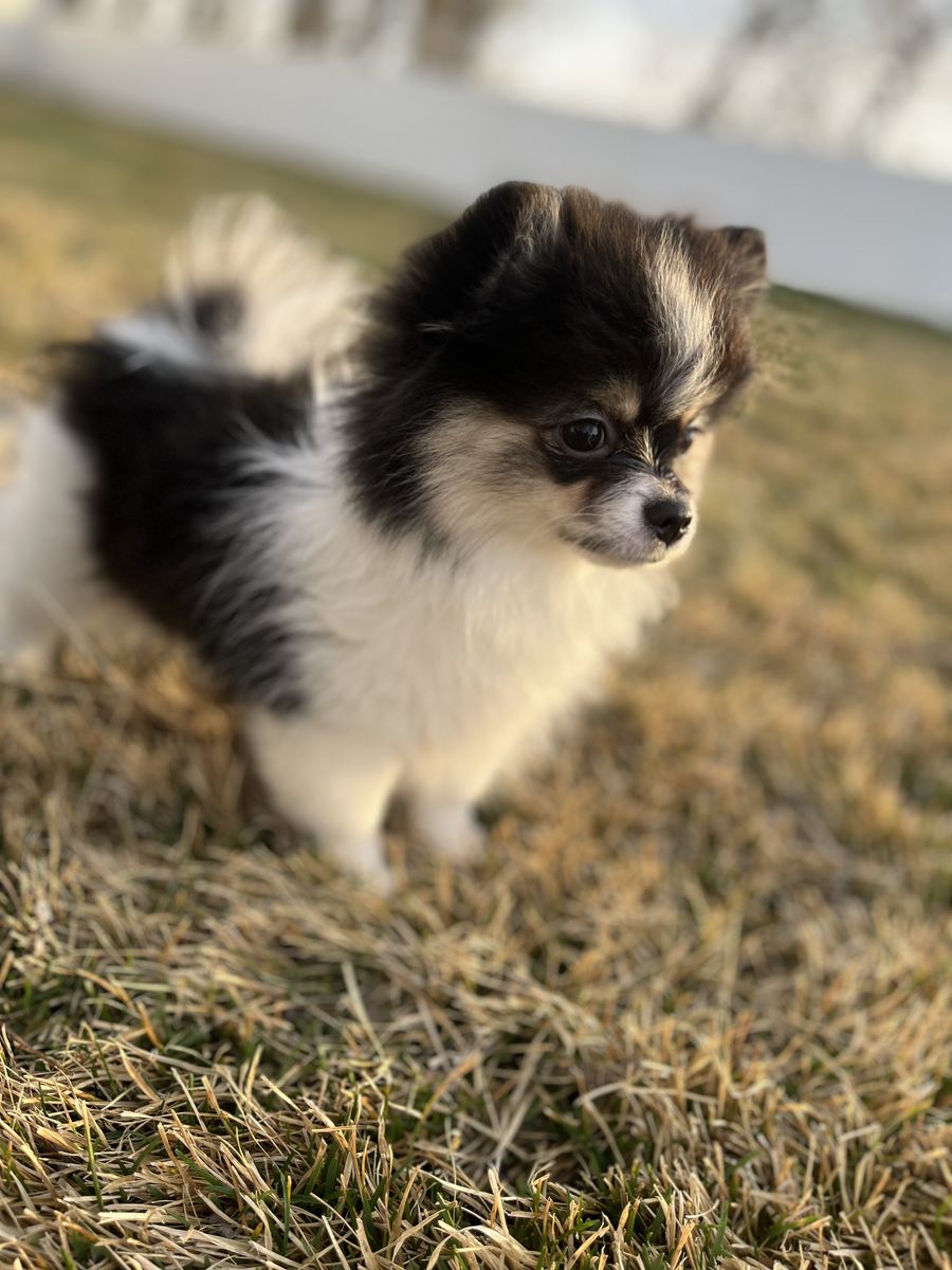 Purebred Female Pomeranian Puppies