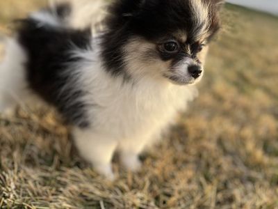 Purebred Female Pomeranian Puppies