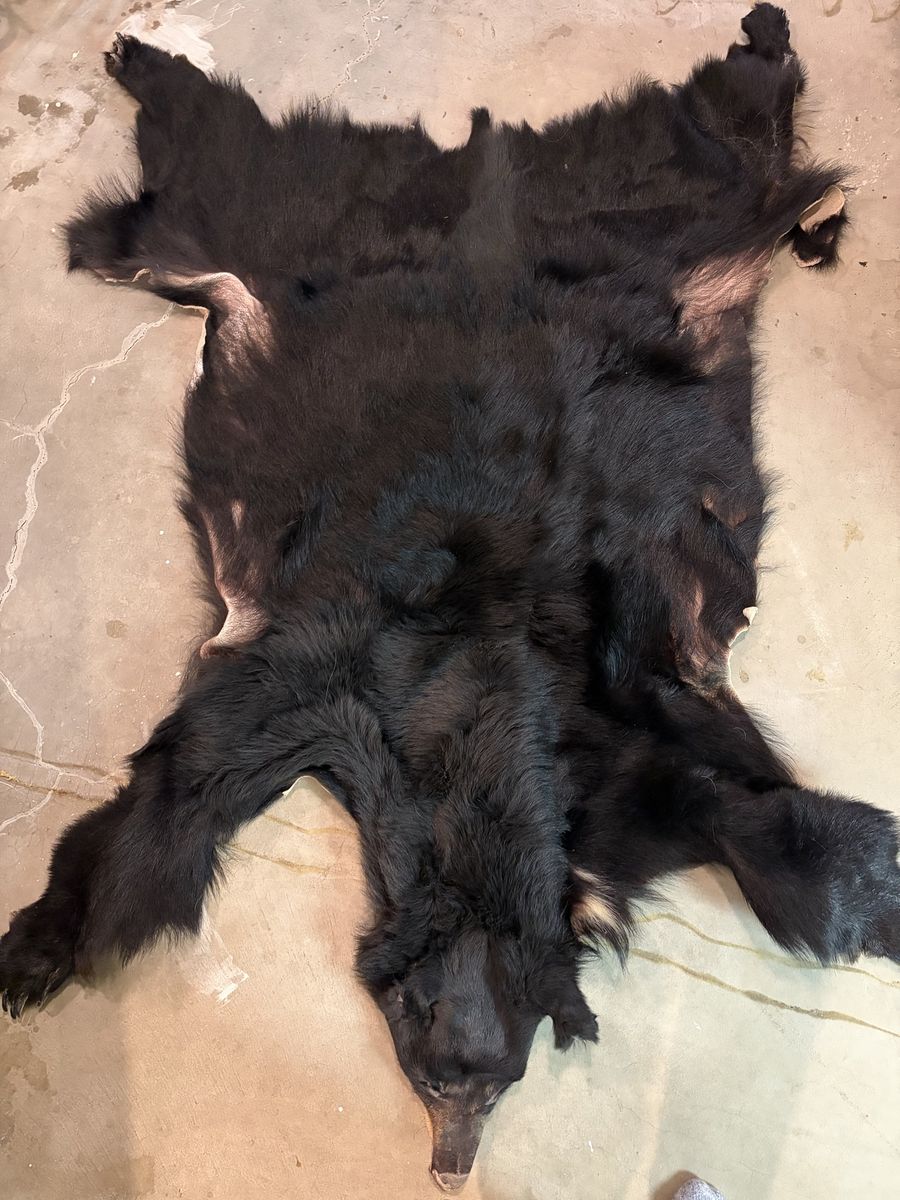 Bear hide
