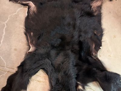 Bear hide