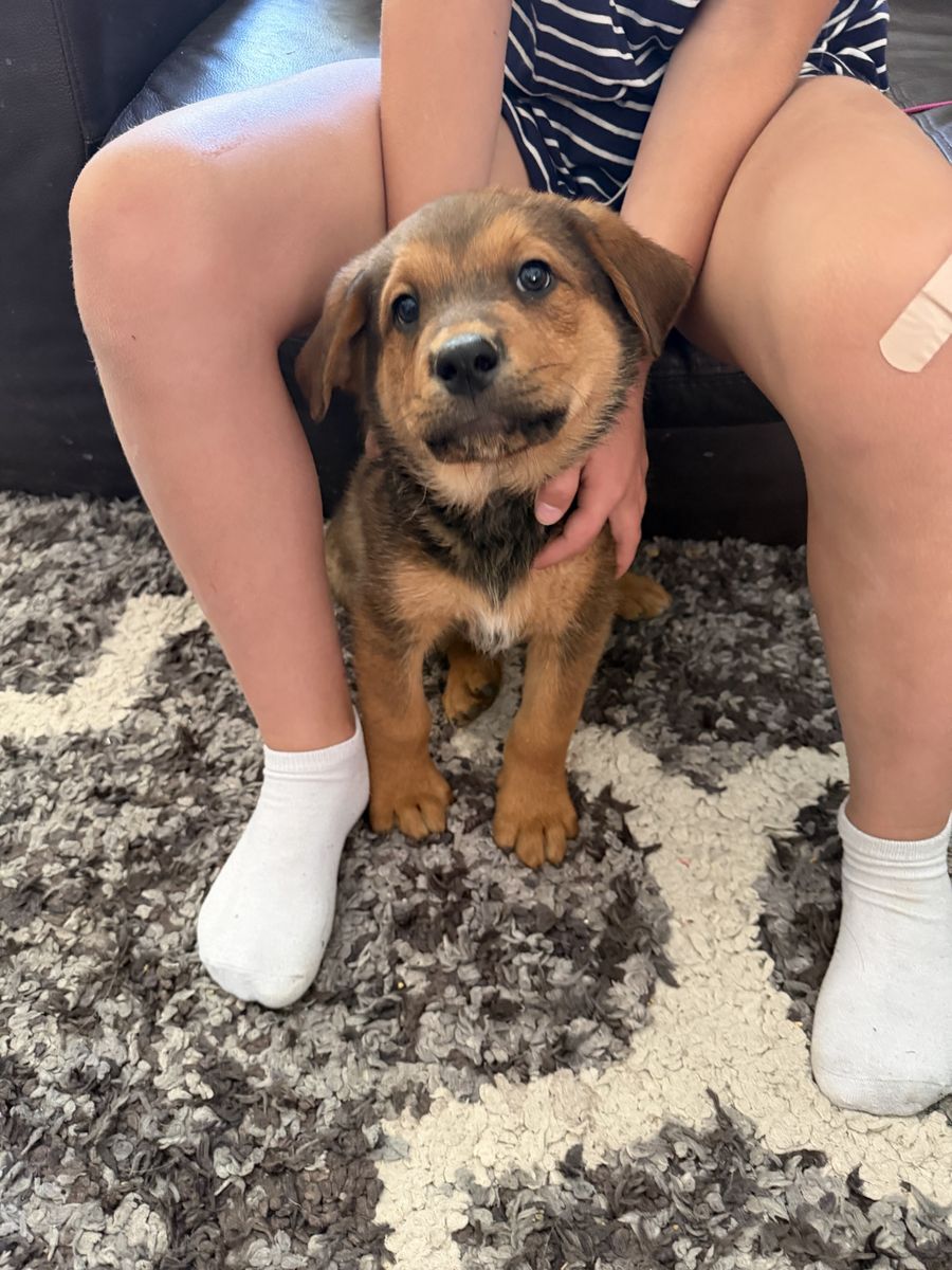 Puppies