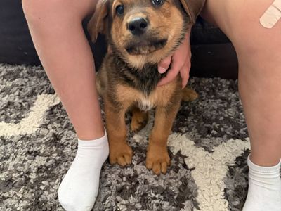Puppies