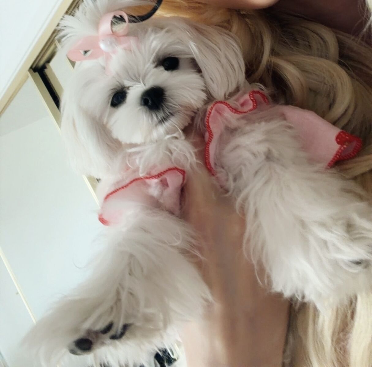 Male Tea Cup Maltese Puppy