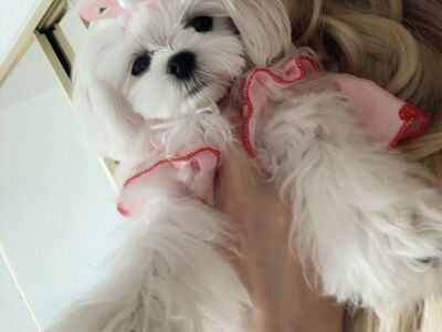 Male Tea Cup Maltese Puppy