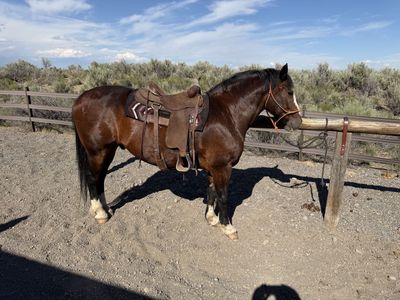 Half Draft Gelding