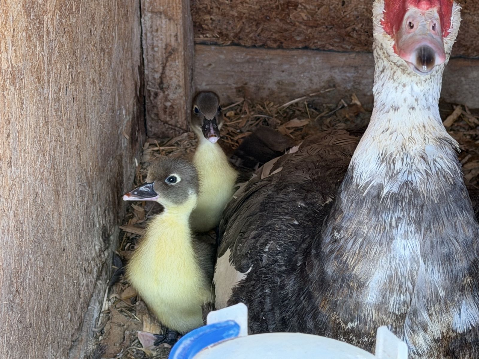 Muscovy ducklings