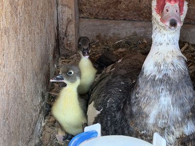 Muscovy ducklings