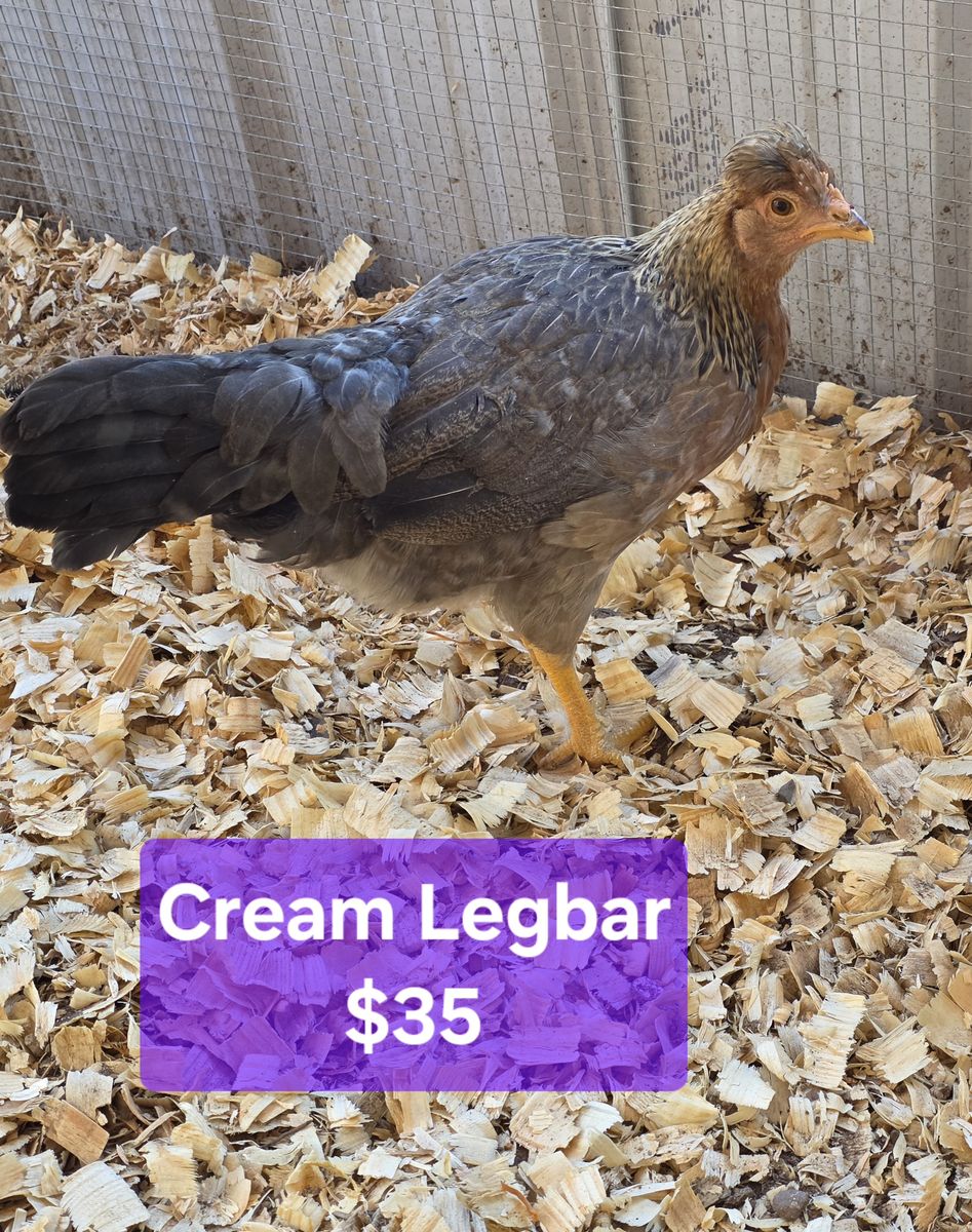 Newly Laying Pullets