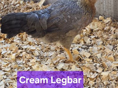 Newly Laying Pullets