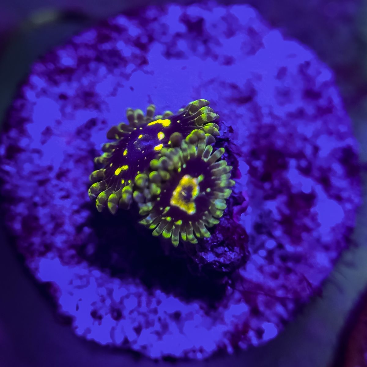 Exosphere zoa