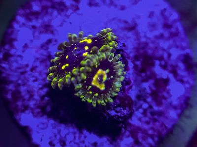 Exosphere zoa