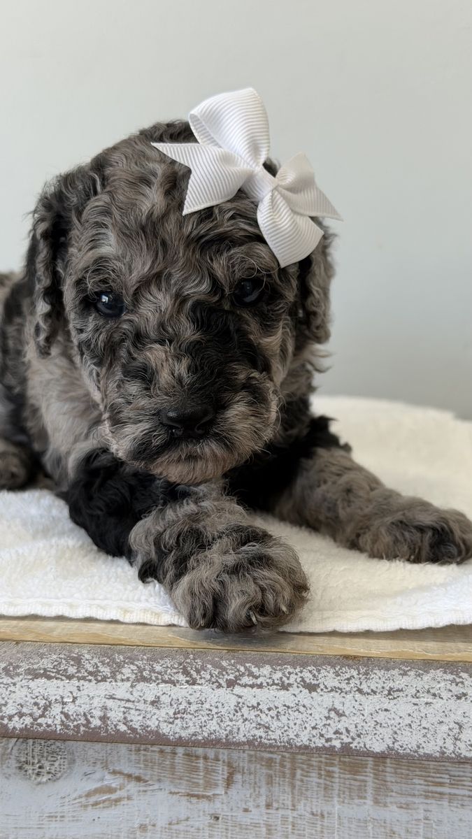 Mini Bernedoodle Bernadoodle litter