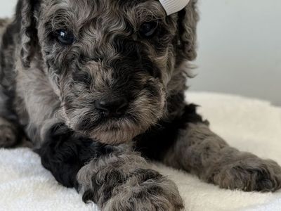 Mini Bernedoodle Bernadoodle litter