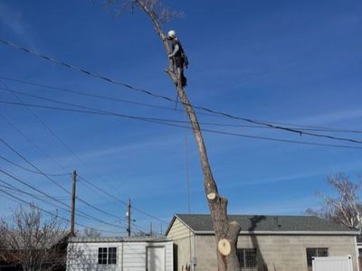 Licensed & Insured Tree Trimming & Removal