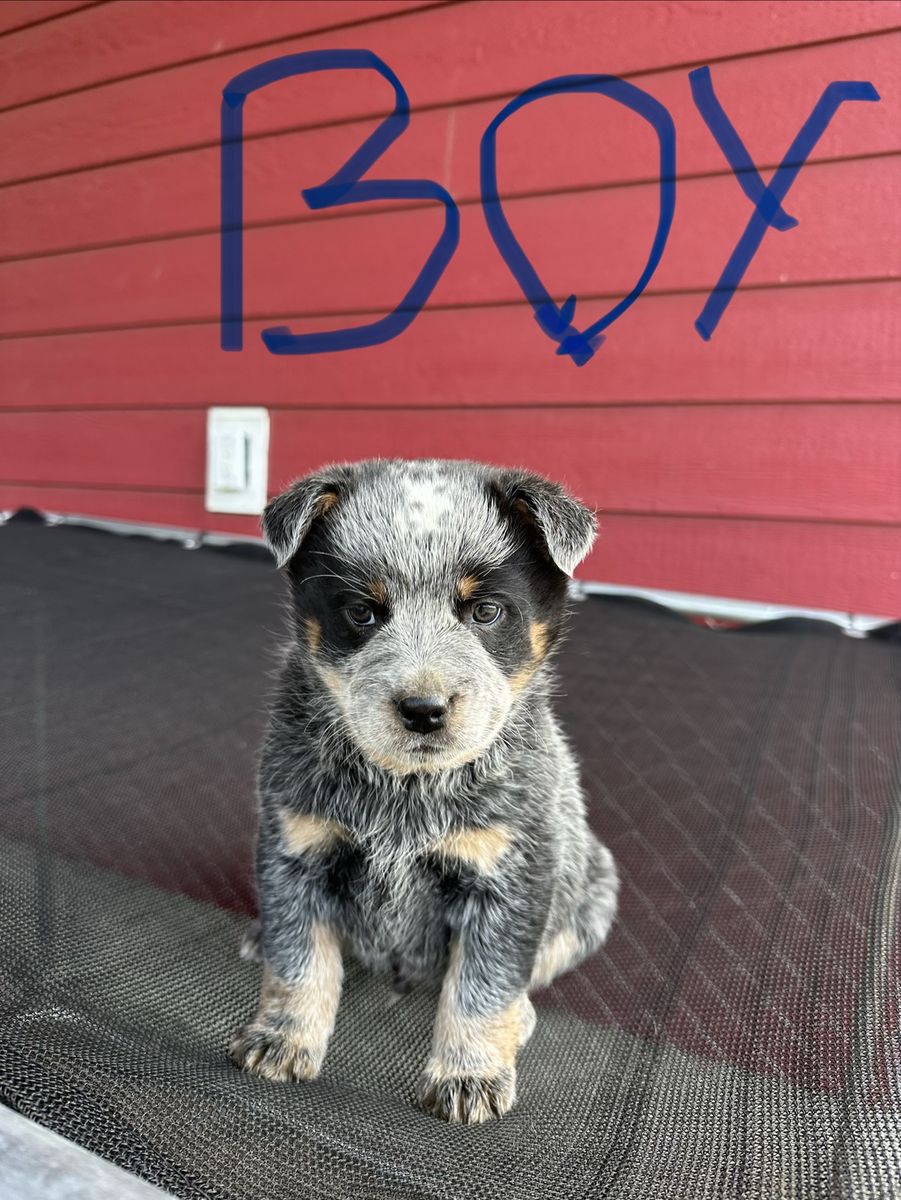 Purebred Blue Heeler, Australian CattleDog puppies