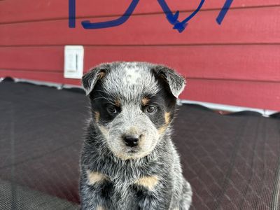 Purebred Blue Heeler, Australian CattleDog puppies