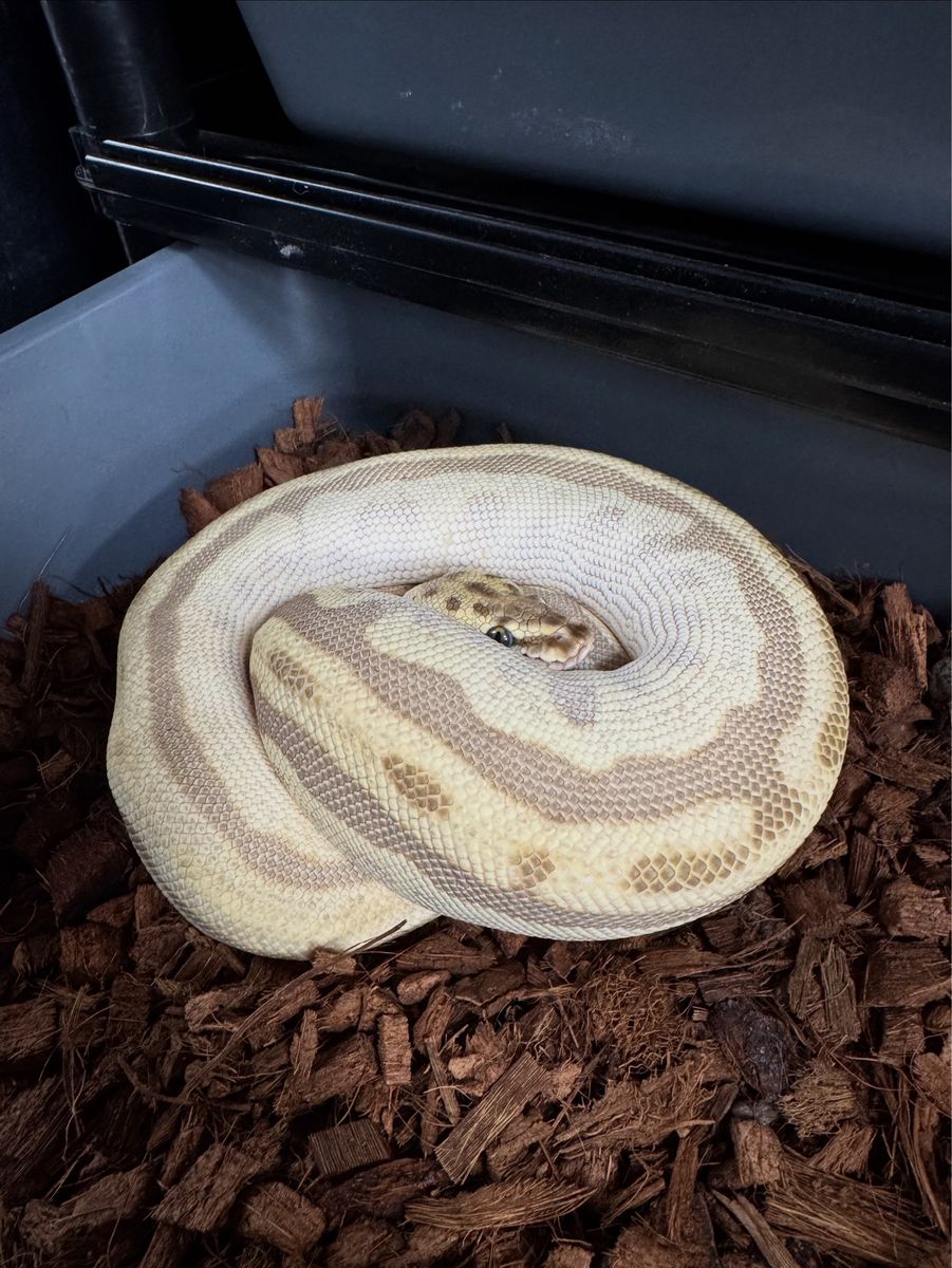 2024 Female Ball Python
