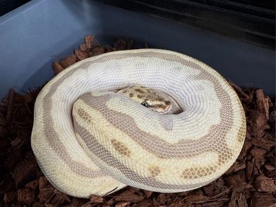 2024 Female Ball Python