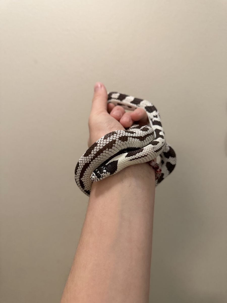 California Kingsnake