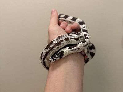 California Kingsnake