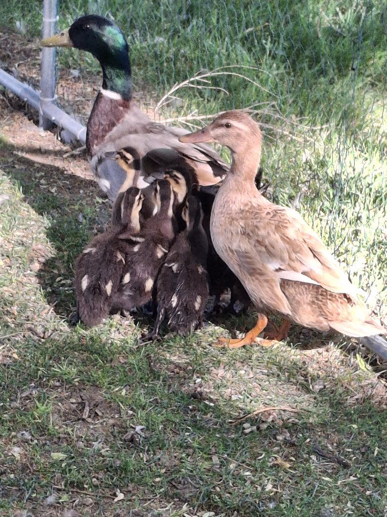 Baby Ducks