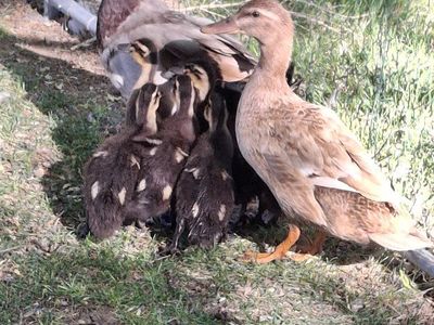 Baby Ducks
