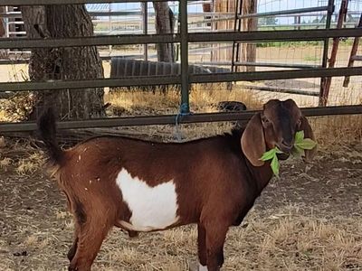 Boer Buckling (price drop sale)