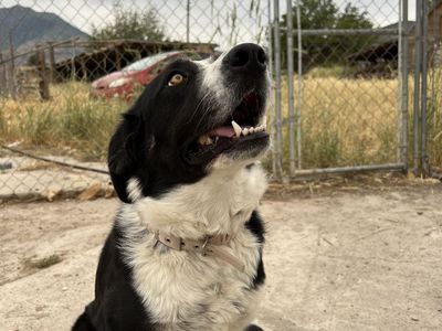 Dog Border Collie/Australian Shepherd 5 Years Old