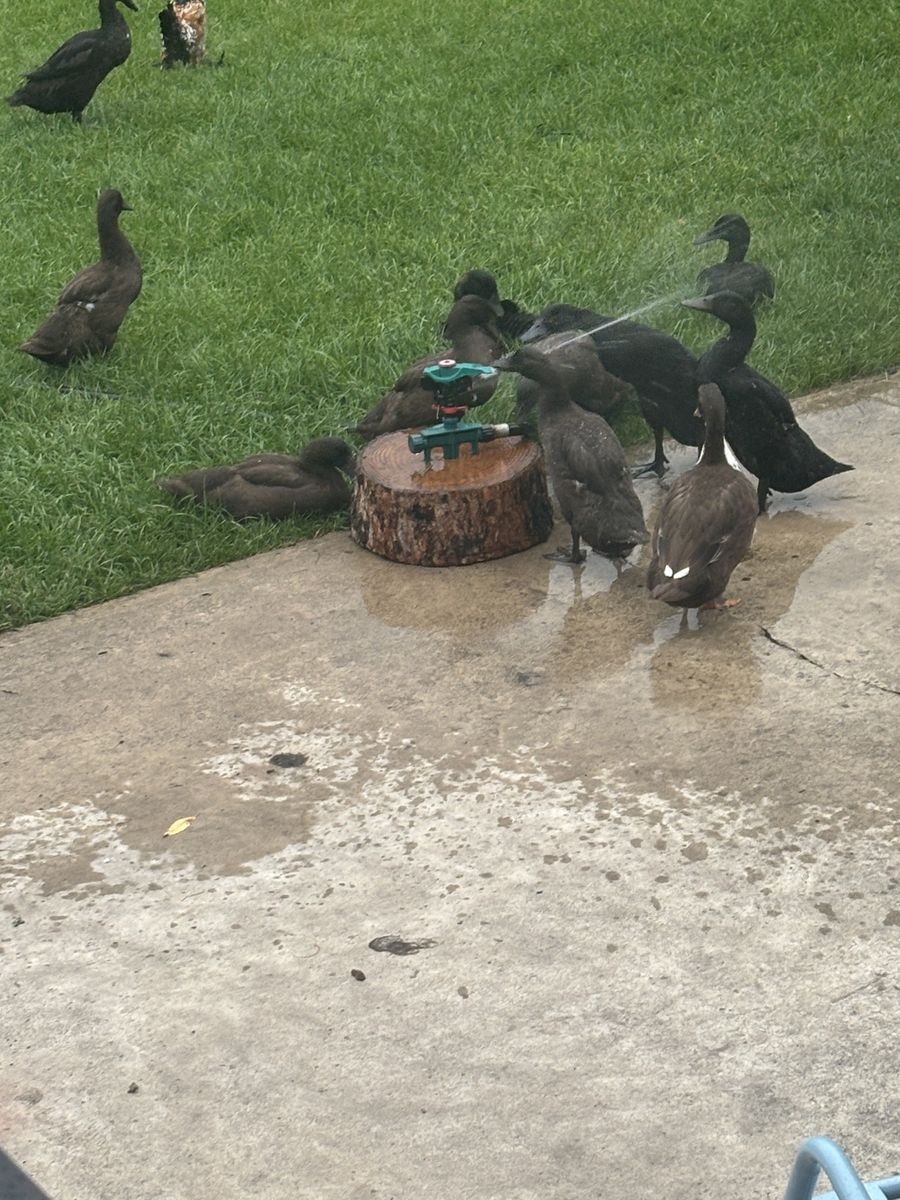 Ducks for sale 