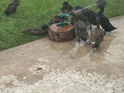 Ducks for sale