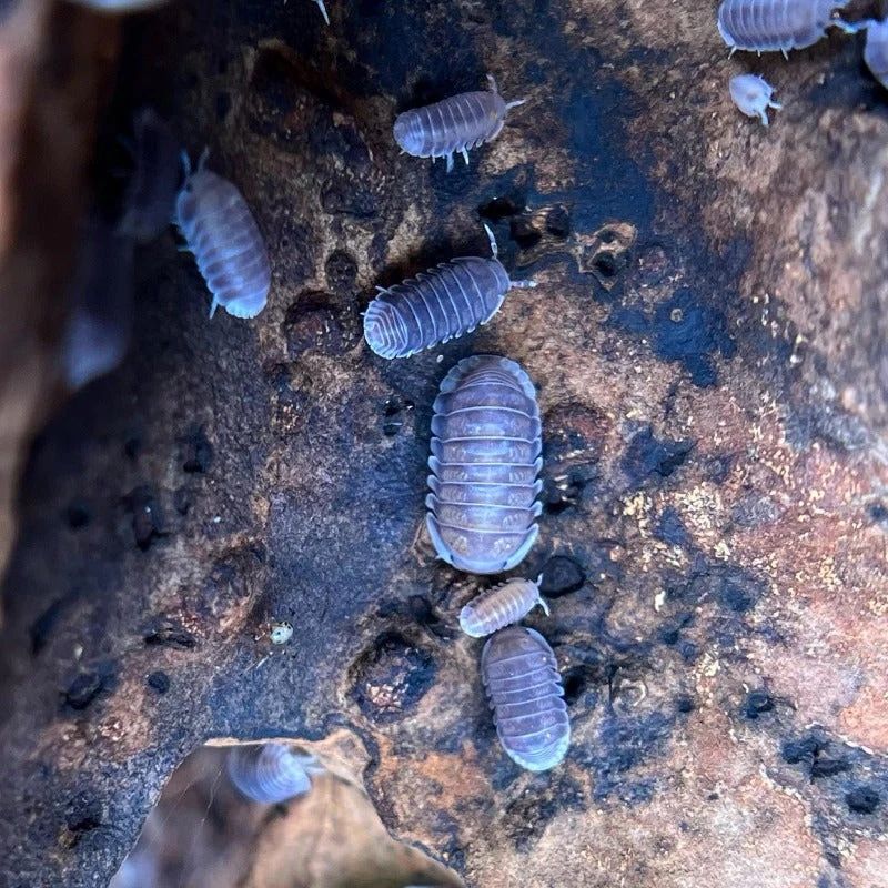 Black Panda Kinda Isopods