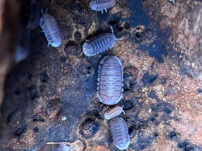 Black Panda Kinda Isopods