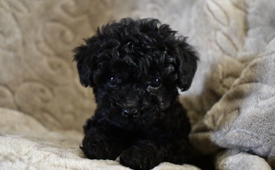 Mini Cockapoo Puppies